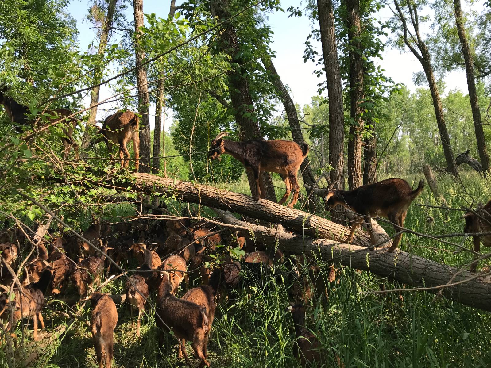 A Miraculous Rescue from the Flood